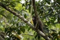 black capuchin, sapajus nigritus, black horned capuchin