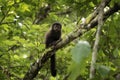 black capuchin, sapajus nigritus, black horned capuchin Royalty Free Stock Photo
