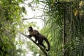 black capuchin, sapajus nigritus, black horned capuchin Royalty Free Stock Photo