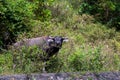 Black carabao bull in tropical bush, asian farm animal photo. Free range pasture for farm animal. Carabao bull grazing Royalty Free Stock Photo