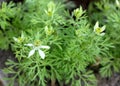 Black caraway, Kalonji Royalty Free Stock Photo