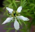 Black caraway, Kalonji