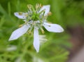 Black caraway, Kalonji Royalty Free Stock Photo