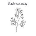 Black caraway Nigella sativa , medicinal plant