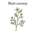 Black caraway, Nigella sativa, medicinal plant