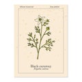 Black caraway, Nigella sativa, medicinal plant