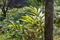 Black cardamom is red stemmed, tall, clustering plant Royalty Free Stock Photo