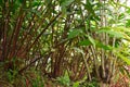 Black cardamom is a red stemmed, tall, evergreen plant Royalty Free Stock Photo