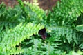 In the Black Cardinal butterfly, the bright coloring