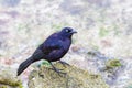 Black carib grackle on stone at coast