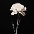 Monochromatic Minimalist Portrait White Carnation Flower On Black Background