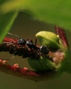 Black Carpenter Ant Royalty Free Stock Photo