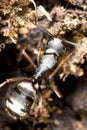 Black carpenter ant Royalty Free Stock Photo