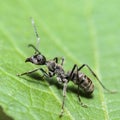 Black Carpenter Ant (Camponotus pennsylvanicus) Royalty Free Stock Photo