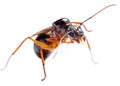 Black Carpenter Ant (Camponotus pennsylvanicus) Royalty Free Stock Photo