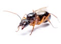 Black Carpenter Ant (Camponotus pennsylvanicus) Royalty Free Stock Photo