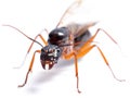 Black Carpenter Ant (Camponotus pennsylvanicus) Royalty Free Stock Photo