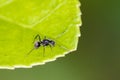 Black Carpenter Ant