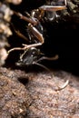 Black carpenter ant climbing down