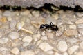 Black Carpenter Ant 704530 Royalty Free Stock Photo