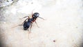 A Black Carpenter ant front view moving around macro photography - Left side of Photo