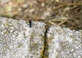 Black carpenter ant in Grasse, France