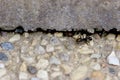 Black Carpenter Ant   704512 Royalty Free Stock Photo