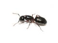 Black carpenter ant queen on white background