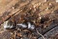 Black carpenter ant on wood Royalty Free Stock Photo