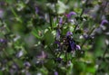 A black carpenter bee with purple wings collects nectar from the flowers of sage. Xylocopa latipes Royalty Free Stock Photo