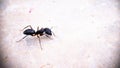 A Black Carpenter side view ant moving around isolated macro photography - Left side of Photo Royalty Free Stock Photo