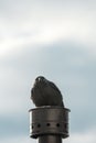 Black carrion crow bird on house chimney in winter Royalty Free Stock Photo