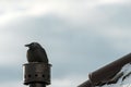 Black carrion crow bird on house chimney in winter Royalty Free Stock Photo