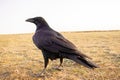 Black carrion crow and black raven, stands on the ground and looks, photo. Crow, bird Royalty Free Stock Photo