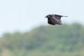 Black carrion crow raven corvus corone flying in front of forest