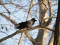 Black Carrion Crow Royalty Free Stock Photo