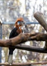 Black Casqued Hornbill (Ceratogymna atrata) Outdoors Royalty Free Stock Photo