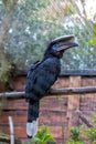 Black Casqued Hornbill (Ceratogymna atrata) Outdoors Royalty Free Stock Photo