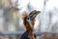 Black Casqued Hornbill (Ceratogymna atrata) Outdoors Royalty Free Stock Photo