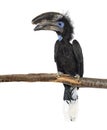 Black Casqued Hornbill isolated on white Royalty Free Stock Photo