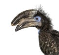 Black Casqued Hornbill isolated on white Royalty Free Stock Photo