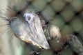 Black-casqued hornbill`s head close up Royalty Free Stock Photo