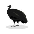 Black Cassowary Color Illustration Design Royalty Free Stock Photo