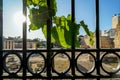 Black cast iron fence gate with green vine leaves in front of ancient greek ruin, sunlight beam and sky background Royalty Free Stock Photo