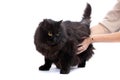 Black cat. Royalty Free Stock Photo