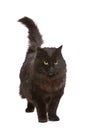 Black cat. Royalty Free Stock Photo