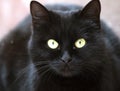 Černý kočka 