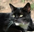 Portrait of a Short-haired Black Cat with White Chin Royalty Free Stock Photo