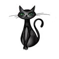 Black cat