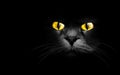 Black cat Royalty Free Stock Photo